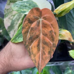 Anthurium EPP BumbleBee x Carla SKG Variegated