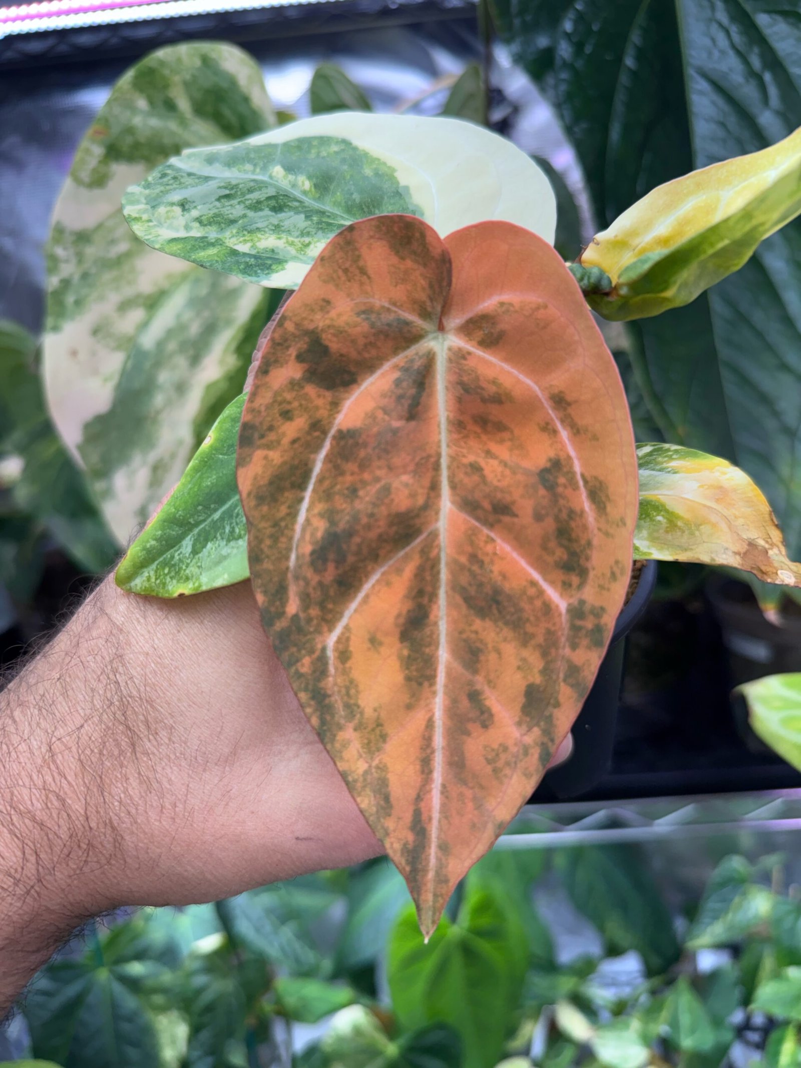Anthurium EPP BumbleBee x Carla SKG Variegated