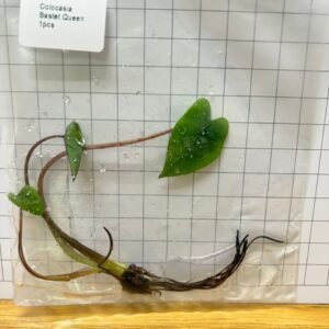 Colocasia Bastet Queen tissue culture plantlet in sterile container
