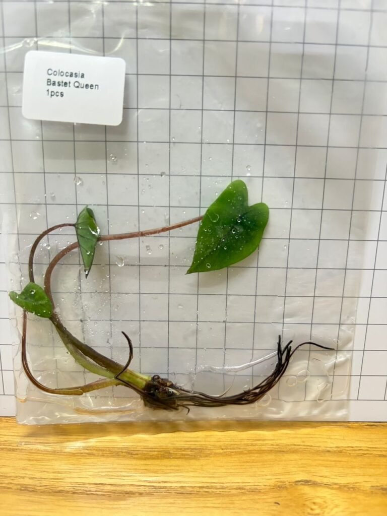 Colocasia Bastet Queen tissue culture plantlet in sterile container