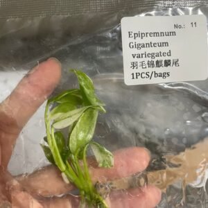 Epipremnum Giganteum Variegated tissue culture plantlet in sterile container