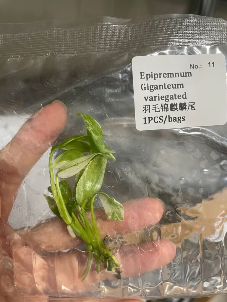 Epipremnum Giganteum Variegated tissue culture plantlet in sterile container