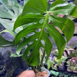 Monstera Form 6 (Grower's Choice)