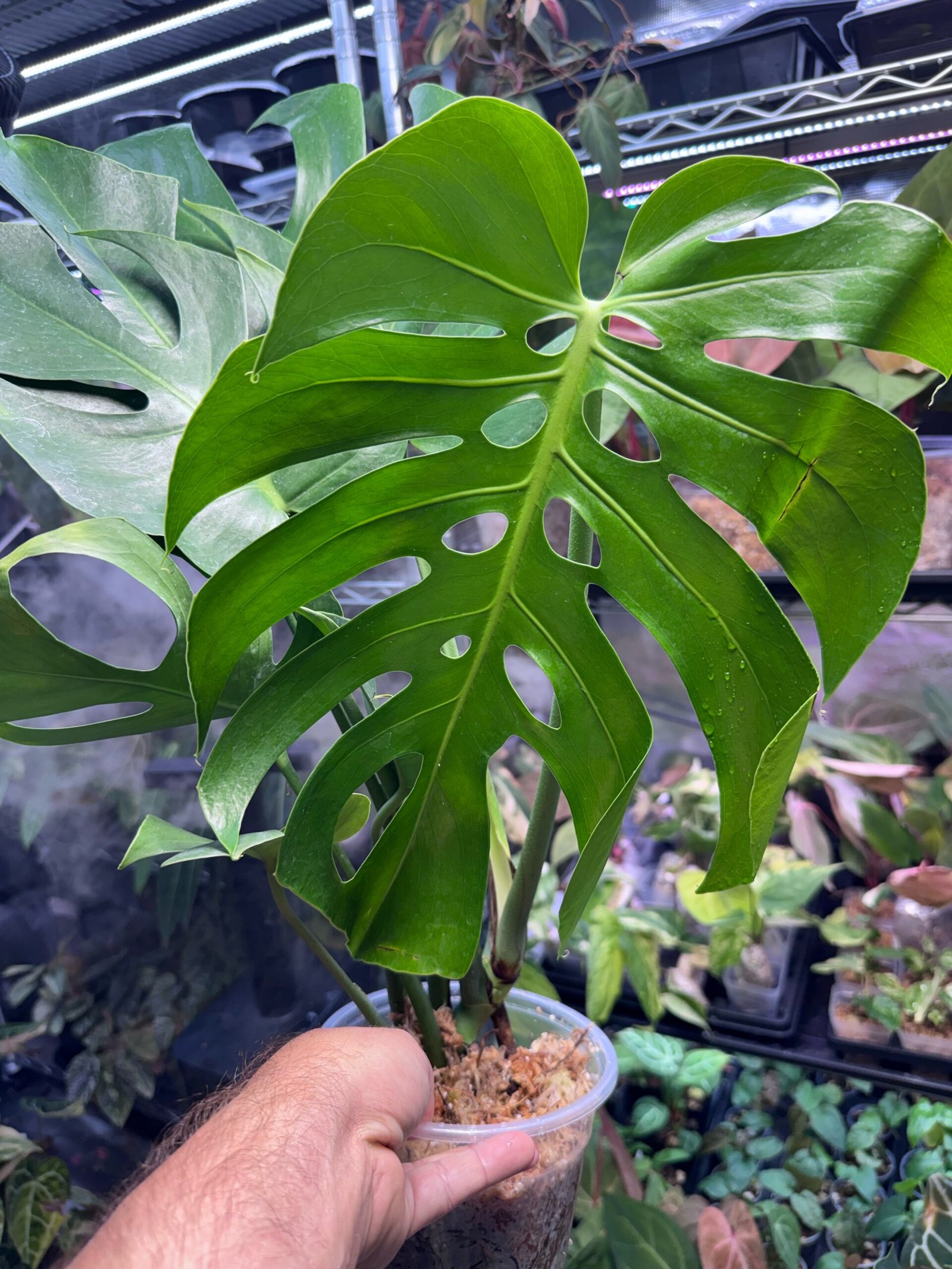 Monstera Form 6 (Grower's Choice)