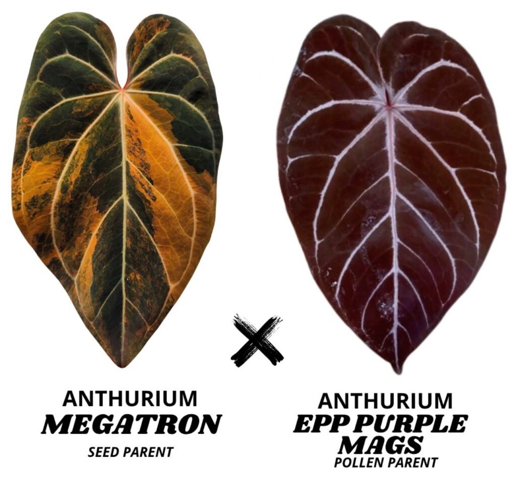 Anthurium Megatron x EPP Purple Mags - Grower's Choice Starter Plant