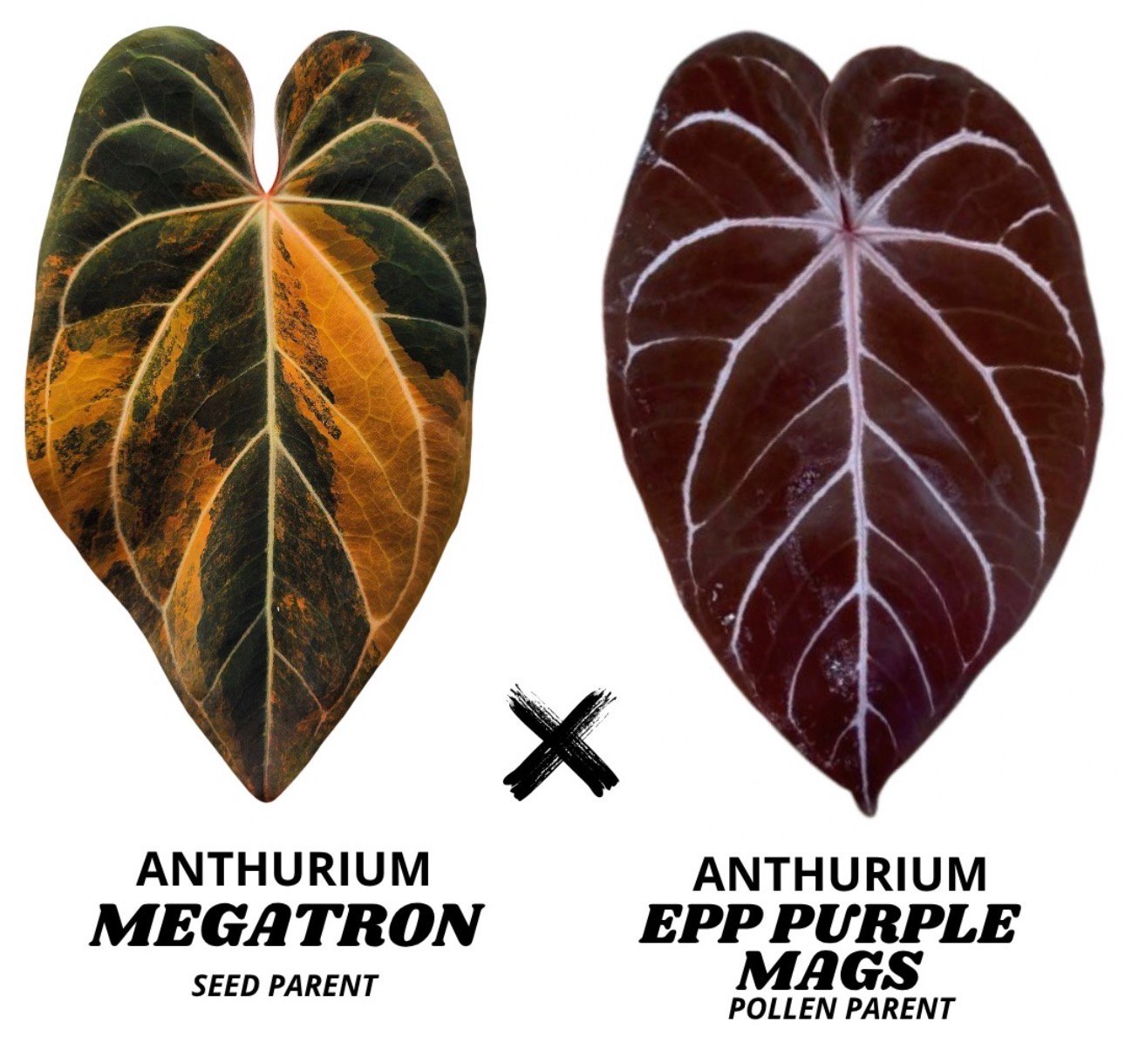 Anthurium Megatron x EPP Purple Mags - Grower's Choice Starter Plant