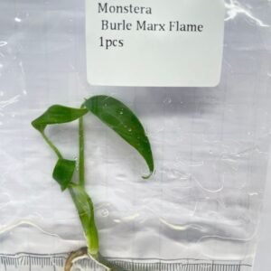 Monstera Burle Marx Flame tissue culture plantlet in sterile container