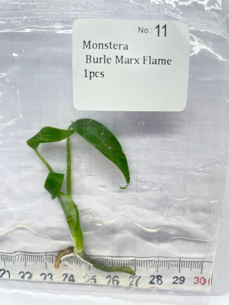 Monstera Burle Marx Flame tissue culture plantlet in sterile container