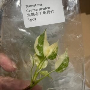Monstera Creme Brulee tissue culture plantlet in sterile container
