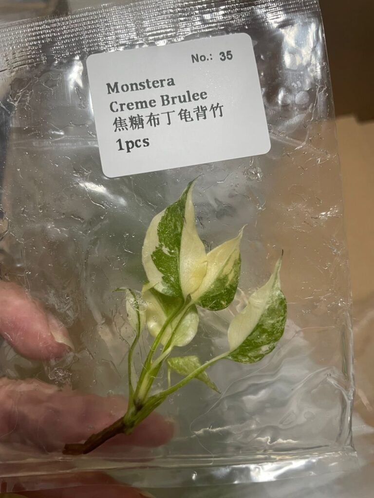 Monstera Creme Brulee tissue culture plantlet in sterile container