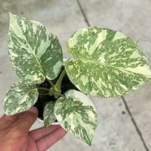Monstera Deliciosa Golden Sand tissue culture plantlet in sterile container