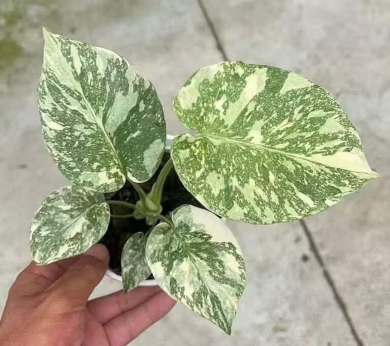 Monstera Deliciosa Golden Sand tissue culture plantlet in sterile container
