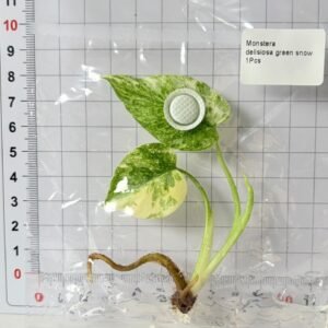 Monstera Deliciosa Green Snow tissue culture plantlet in sterile container