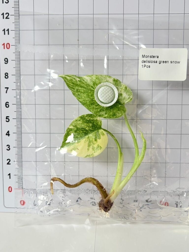 Monstera Deliciosa Green Snow tissue culture plantlet in sterile container