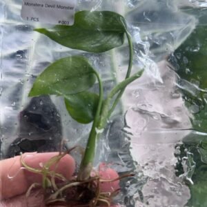 Monstera Devil Monster Premium Variegated tissue culture plantlet in sterile container