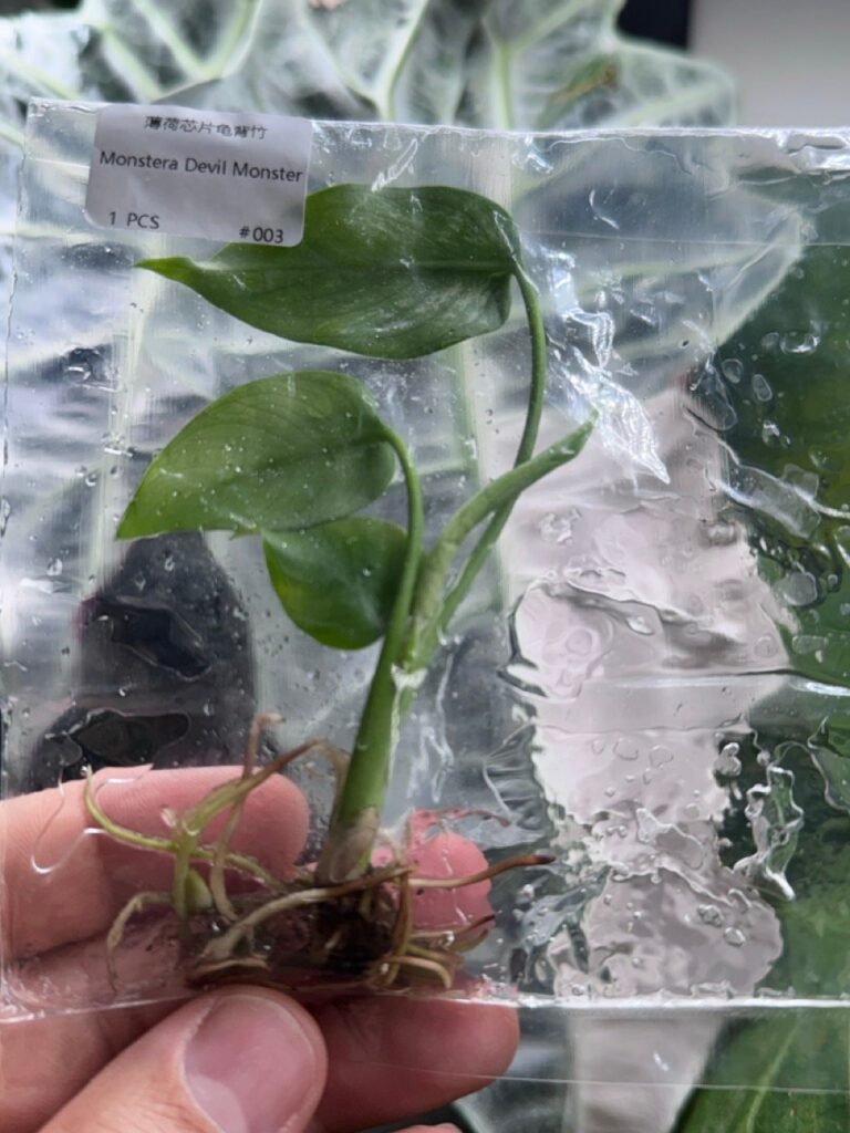 Monstera Devil Monster Premium Variegated tissue culture plantlet in sterile container