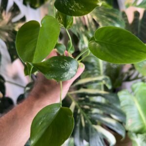 Monstera Devil Monster starter plant with glossy heart-shaped juvenile leaves and speckled variegation, photo taken 10/6/2026