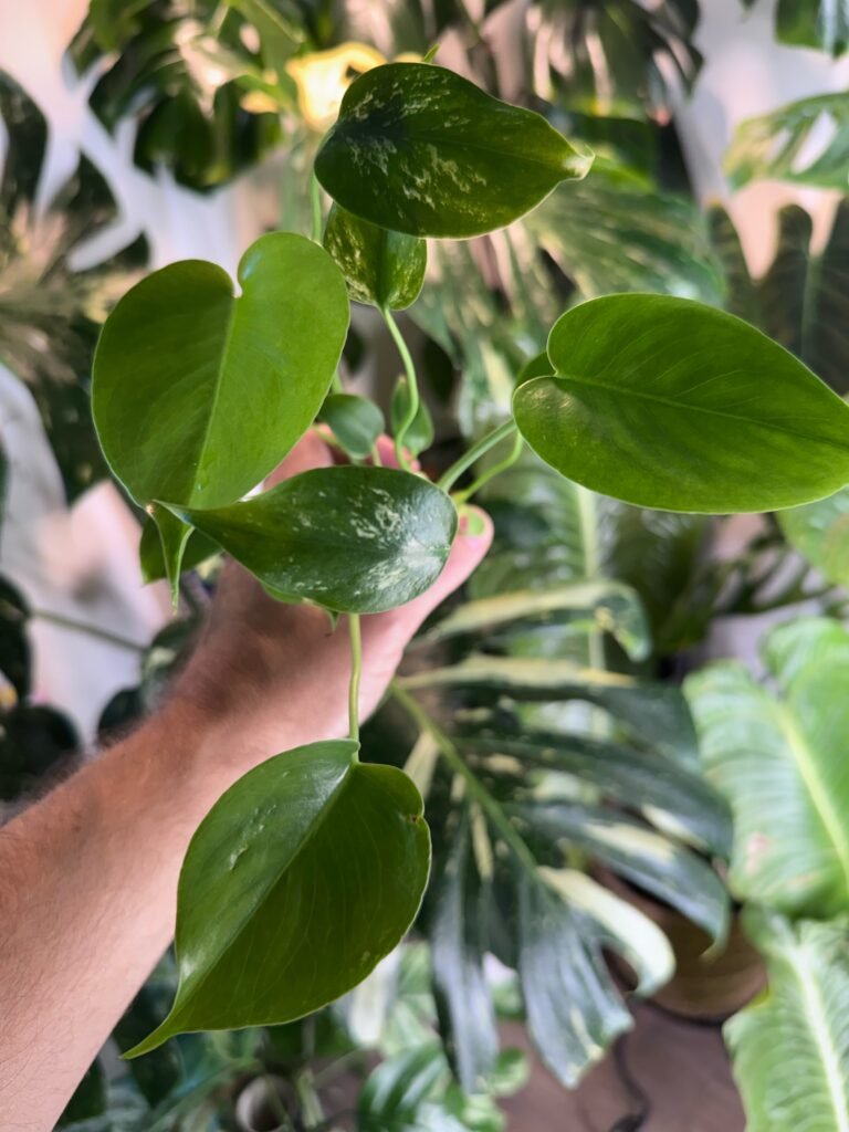 Monstera Devil Monster starter plant with glossy heart-shaped juvenile leaves and speckled variegation, photo taken 10/6/2026