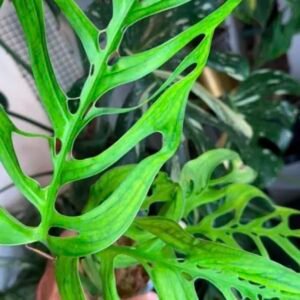 Monstera Esqueleto Grower's Choice, representative plant with deeply fenestrated skeleton-like light green leaves