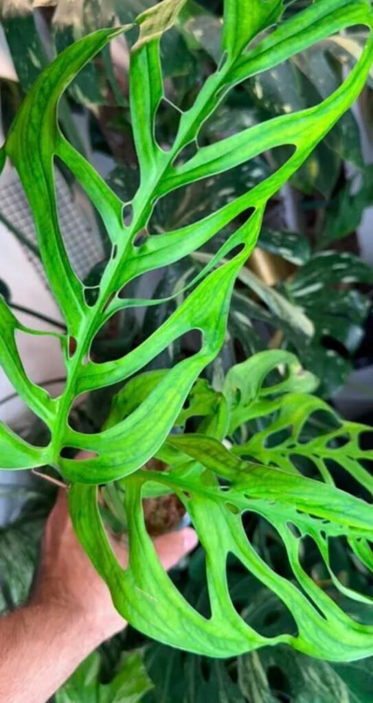 Monstera Esqueleto Grower's Choice, representative plant with deeply fenestrated skeleton-like light green leaves