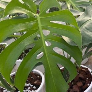 Grower's Choice Monstera Form 6 with deeply fenestrated green leaf in white nursery pot