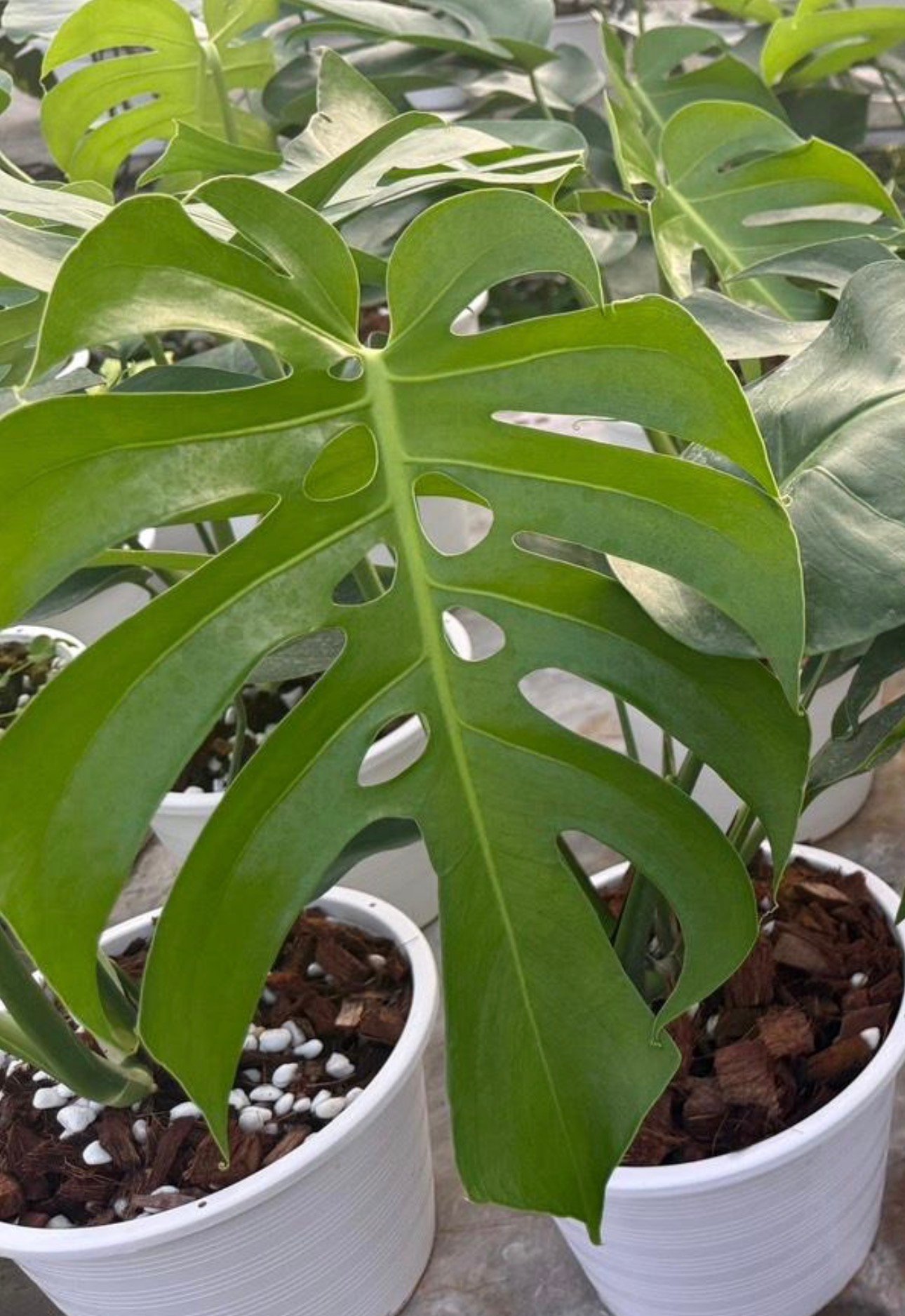 Grower's Choice Monstera Form 6 with deeply fenestrated green leaf in white nursery pot