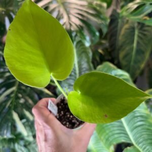 Monstera Lemon Lime Grower's Choice, representative plant with bright chartreuse lemon-lime foliage