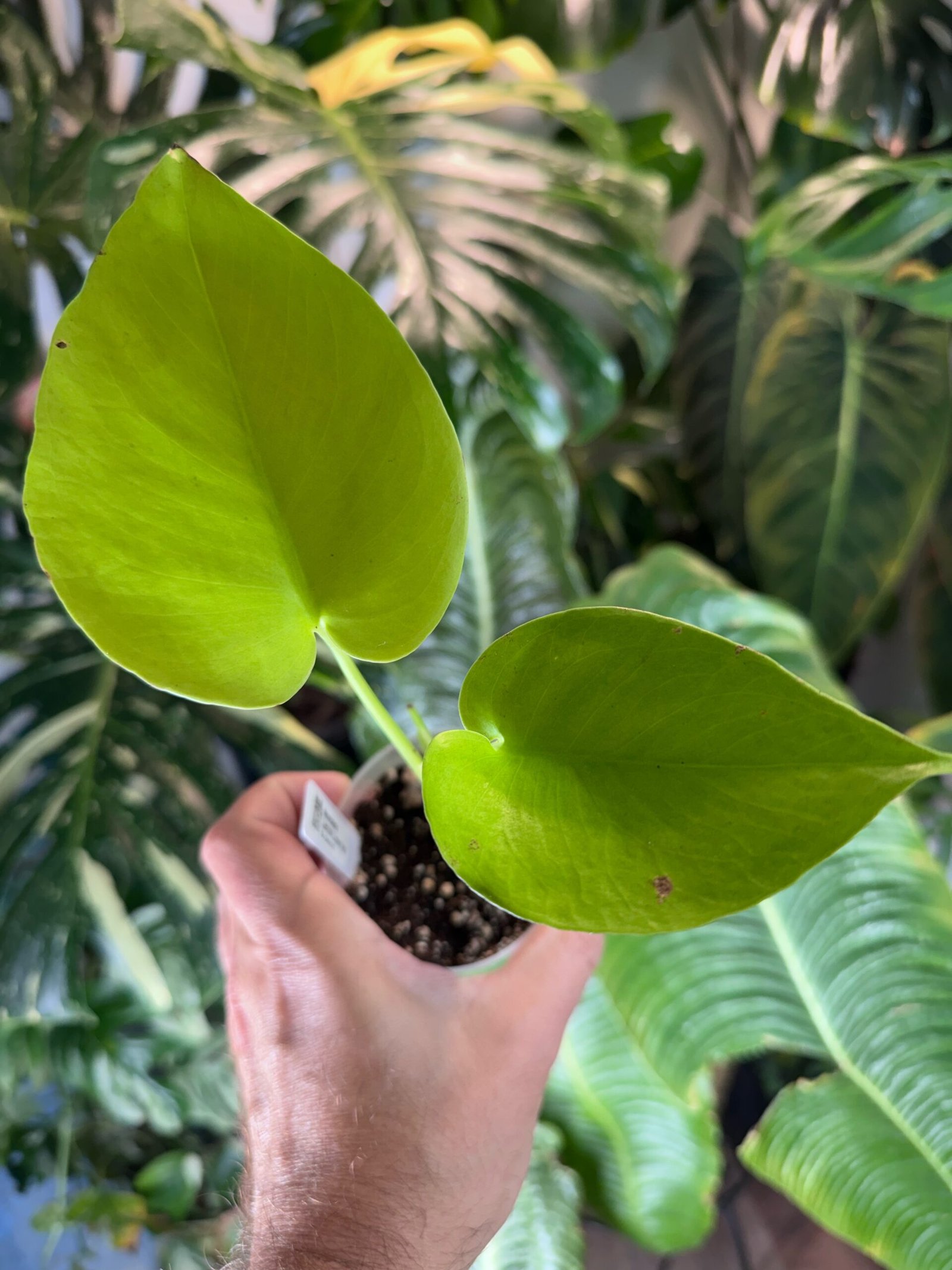 Monstera Lemon Lime Grower's Choice, representative plant with bright chartreuse lemon-lime foliage