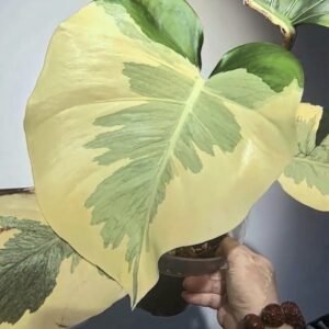 Monstera Deliciosa Masterpiece Lava mother plant (photo of the mother plant; listing is a tissue culture plant)