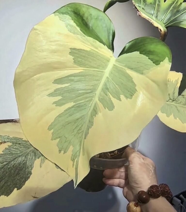 Monstera Deliciosa Masterpiece Lava mother plant (photo of the mother plant; listing is a tissue culture plant)