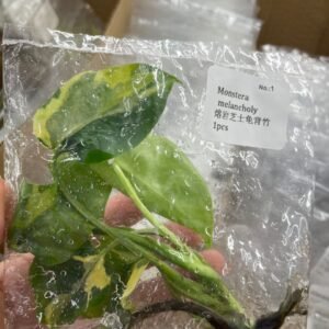 Monstera Melancholy tissue culture plantlet in sterile container