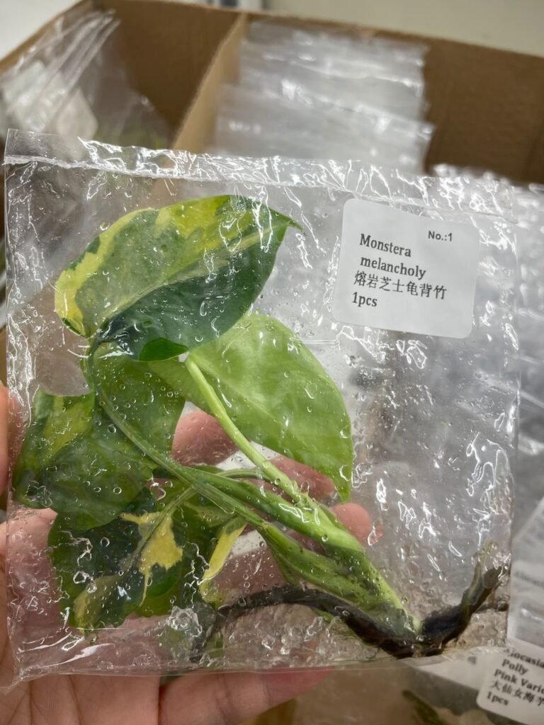 Monstera Melancholy tissue culture plantlet in sterile container