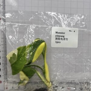 Monstera Yin Yang tissue culture plantlet in sterile container