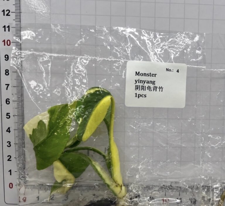 Monstera Yin Yang tissue culture plantlet in sterile container