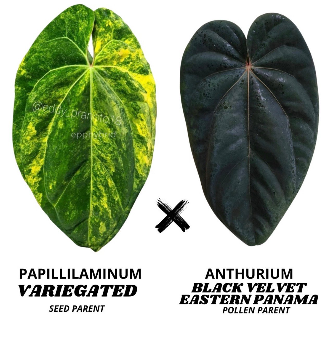 Anthurium Papillilaminum Variegated x Black Velvet Eastern Panama (BVEP) - Grower's Choice Starter Plant