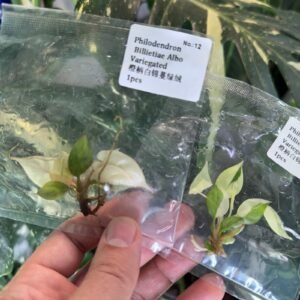 Philodendron Billietiae Albo Variegated tissue culture plantlet in sterile container