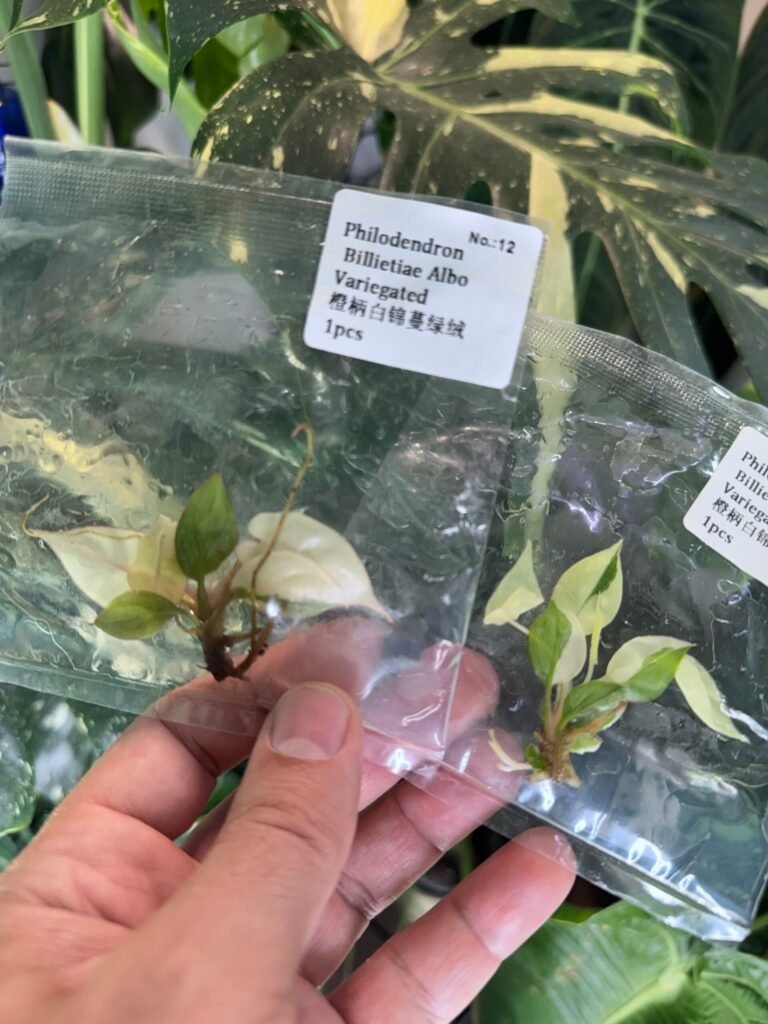 Philodendron Billietiae Albo Variegated tissue culture plantlet in sterile container
