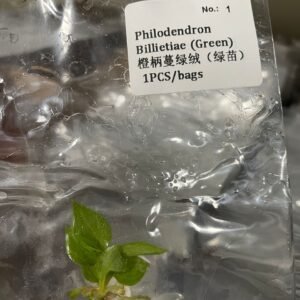Philodendron Billietiae (Green) tissue culture plantlet in sterile container