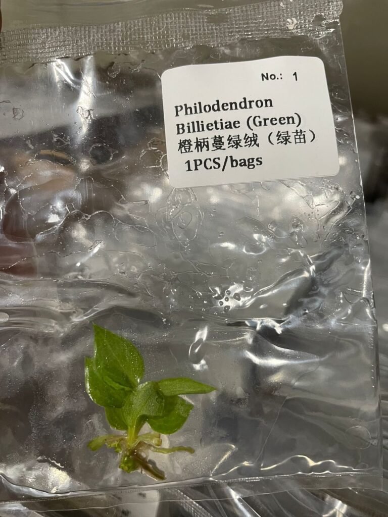 Philodendron Billietiae (Green) tissue culture plantlet in sterile container