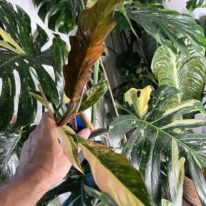 Philodendron Caramel Marble variegated with green, cream, yellow and caramel-orange marbled leaves, Grower's Choice