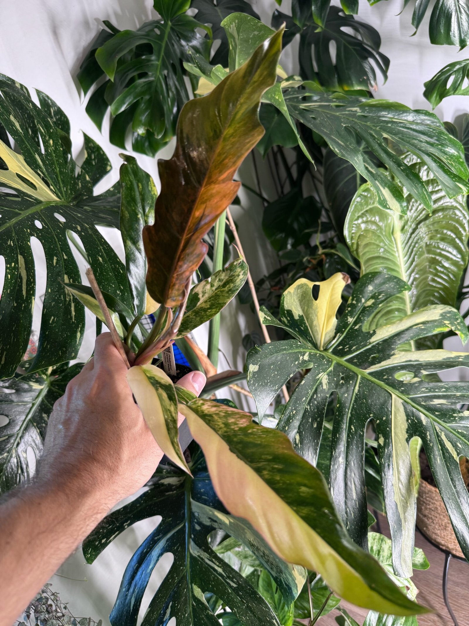 Philodendron Caramel Marble variegated with green, cream, yellow and caramel-orange marbled leaves, Grower's Choice