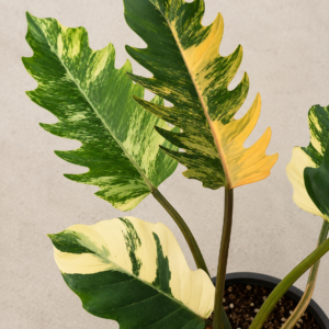 Philodendron Caramel Marble Variegated tissue culture plantlet in sterile container
