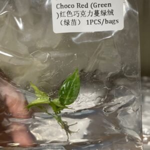 Philodendron El Choco Red (Green) tissue culture plantlet in sterile container