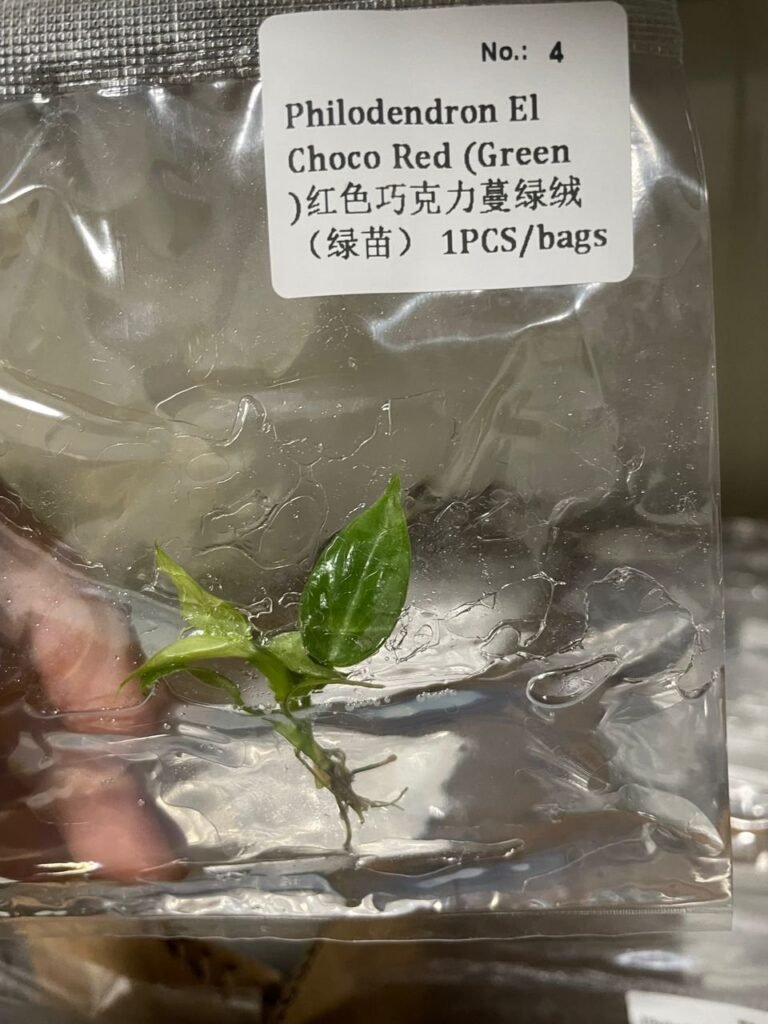 Philodendron El Choco Red (Green) tissue culture plantlet in sterile container