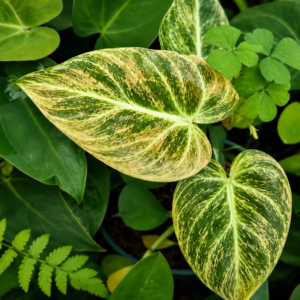 Philodendron El Choco Red Variegated tissue culture plantlet in sterile container