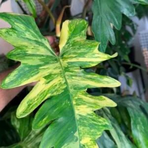 Exact Plant #942 Philodendron Florida Beauty x Mayoi Variegated with yellow and green marbled, deeply lobed leaves