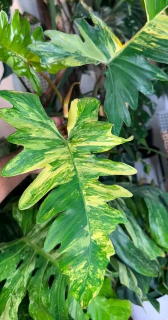 Exact Plant #942 Philodendron Florida Beauty x Mayoi Variegated with yellow and green marbled, deeply lobed leaves