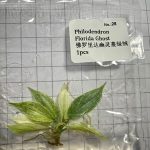 Philodendron Florida Ghost tissue culture plantlet in sterile container