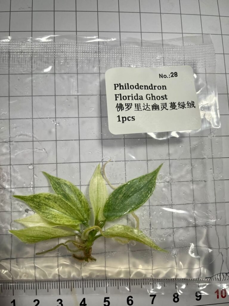 Philodendron Florida Ghost tissue culture plantlet in sterile container