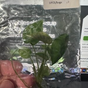 Philodendron Goeldii Variegated tissue culture plantlet in sterile container